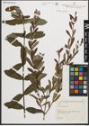 Foto von Salix purpurea L.